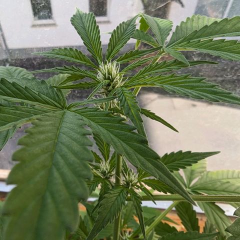 Sensi Amnesia XXL Automatic growlog photo: Erste Blüten 