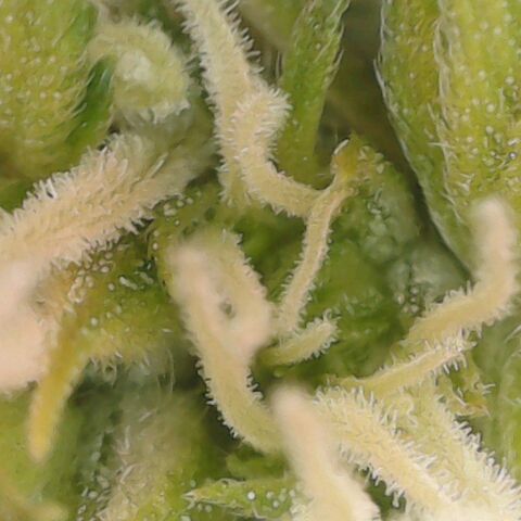 Sensi Amnesia XXL Automatic growlog timeline photo