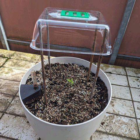 Pineapple Kush growlog timeline photo