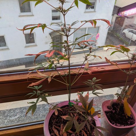 Sensi Amnesia XXL Automatic growlog timeline photo