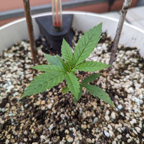 Pineapple Kush growlog timeline photo