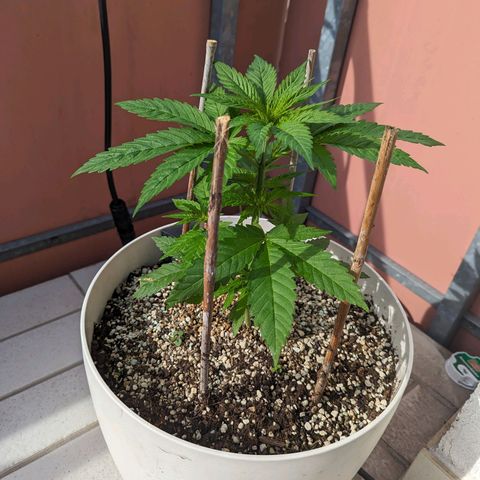 Pineapple Kush growlog timeline photo
