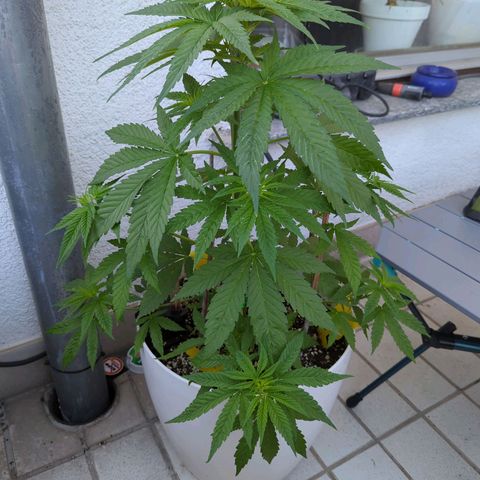 Pineapple Kush growlog timeline photo