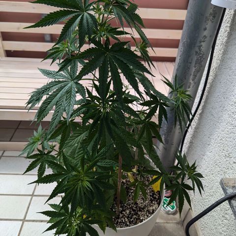 Pineapple Kush growlog timeline photo