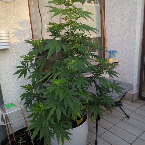 Pineapple Kush growlog timeline photo