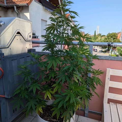 Pineapple Kush growlog timeline photo