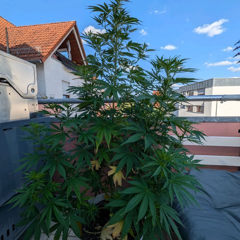 Pineapple Kush growlog timeline photo