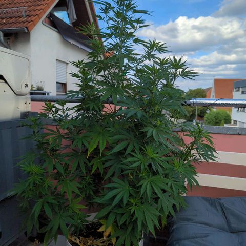 Pineapple Kush growlog timeline photo