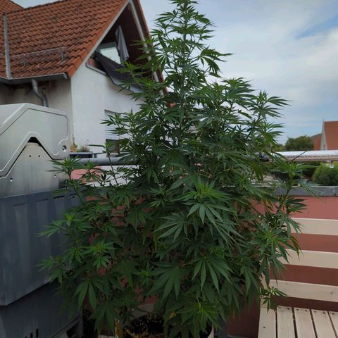 Pineapple Kush growlog timeline photo