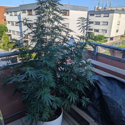 Pineapple Kush growlog timeline photo