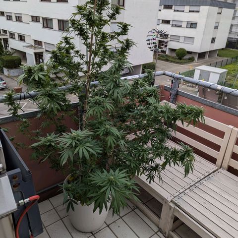 Pineapple Kush growlog timeline photo