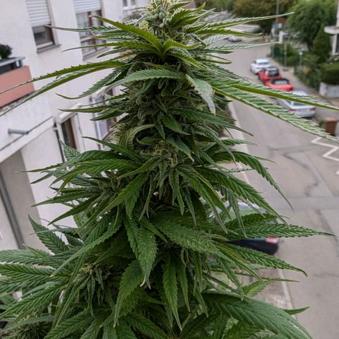 Pineapple Kush growlog timeline photo
