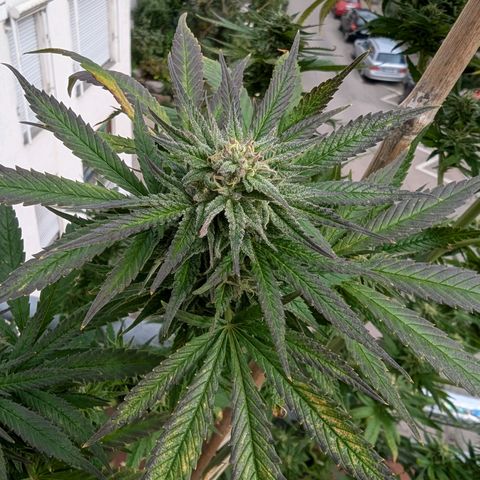 Pineapple Kush growlog timeline photo