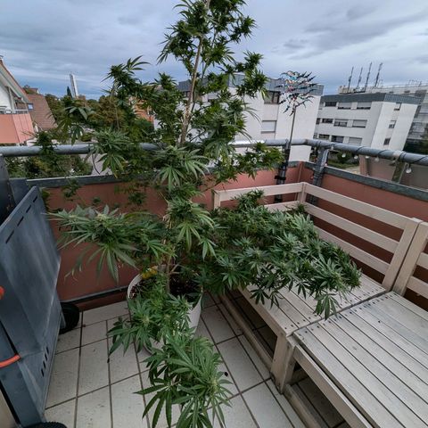 Pineapple Kush growlog timeline photo