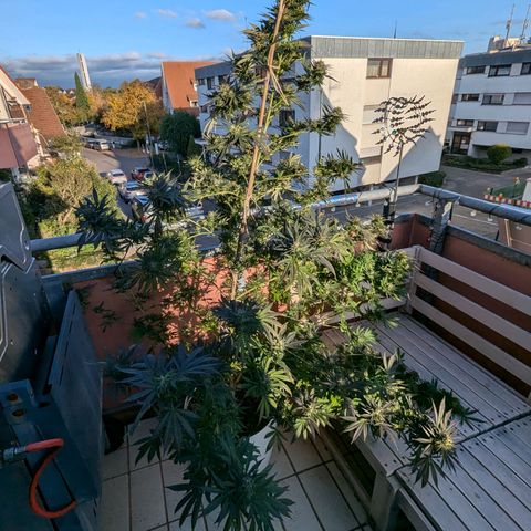 Pineapple Kush growlog timeline photo