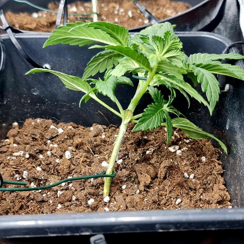 Bruce Banner auto growlog photo: Po LST
