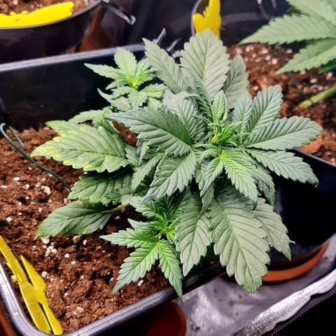 Bruce Banner auto growlog timeline photo