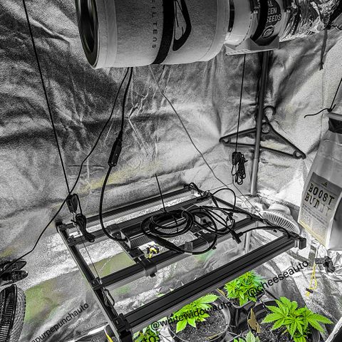 Bruce Banner auto growlog photo: a full garden of happiness - veg 