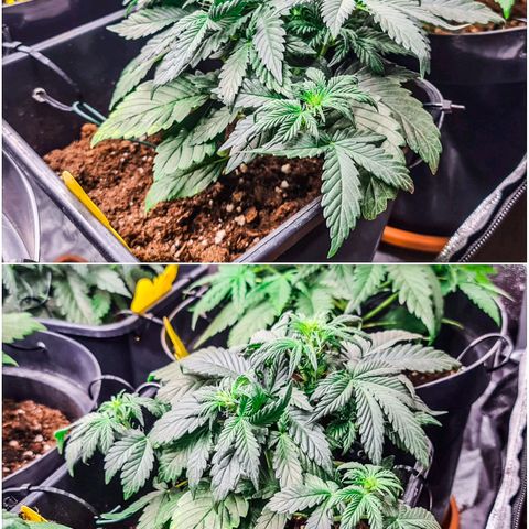 Bruce Banner auto growlog timeline photo