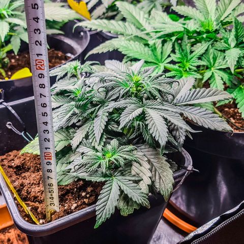 Bruce Banner auto growlog timeline photo