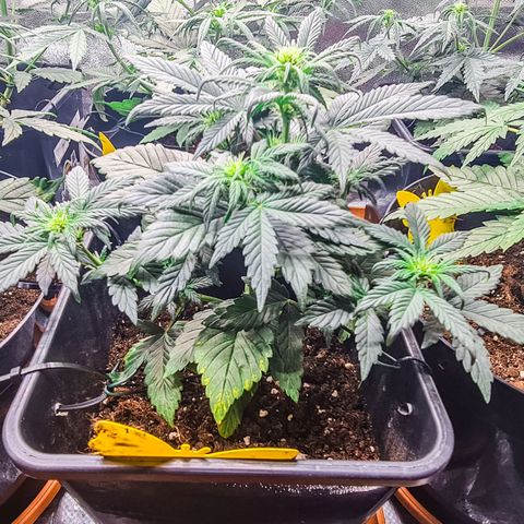 Bruce Banner auto growlog timeline photo