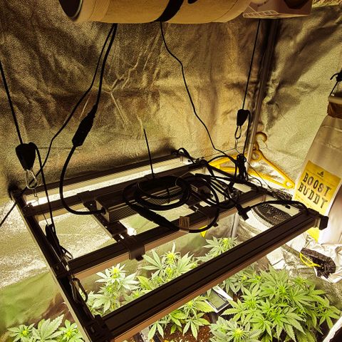 Bruce Banner auto growlog timeline photo