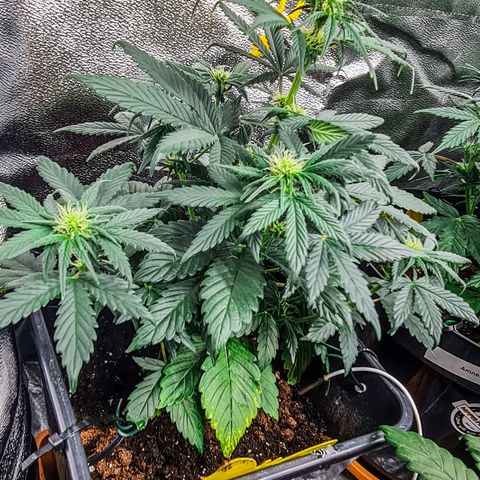 Bruce Banner auto growlog timeline photo