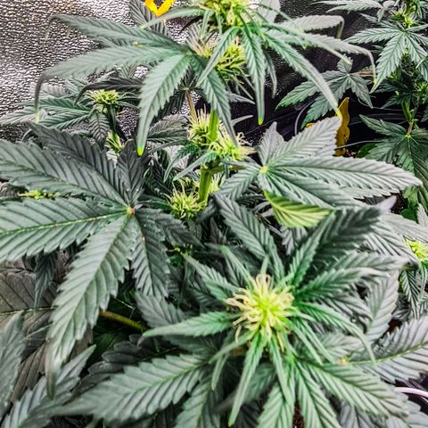 Bruce Banner auto growlog timeline photo