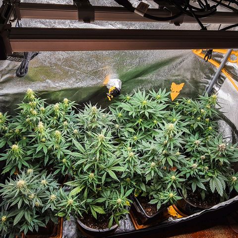 Bruce Banner auto growlog timeline photo