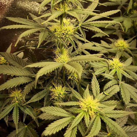 Bruce Banner auto growlog timeline photo
