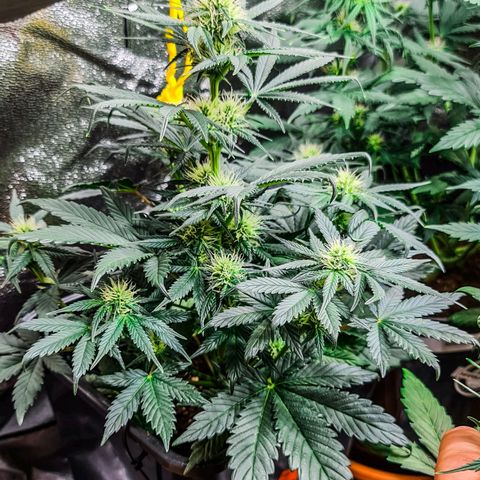 Bruce Banner auto growlog timeline photo