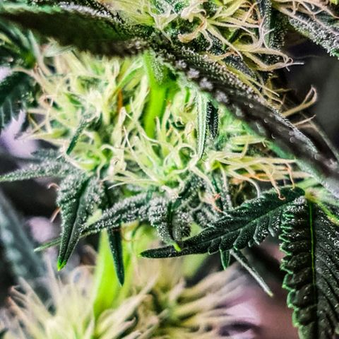 Bruce Banner auto growlog timeline photo