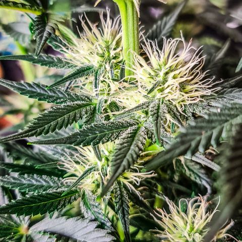 Bruce Banner auto growlog timeline photo
