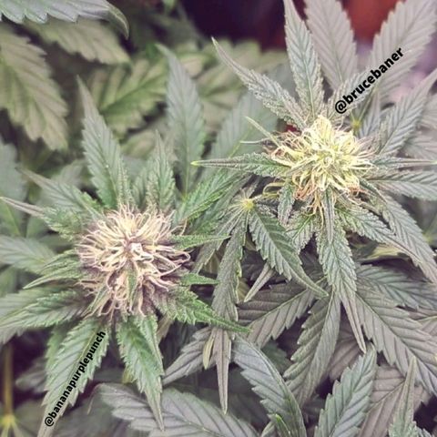 Bruce Banner auto growlog timeline photo