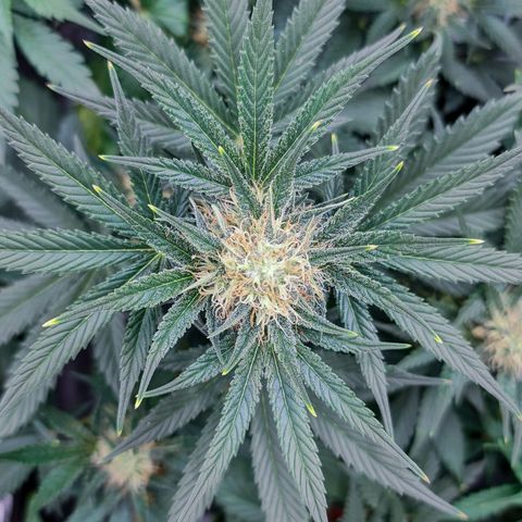 Bruce Banner auto growlog timeline photo