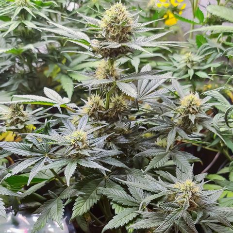Bruce Banner auto growlog timeline photo
