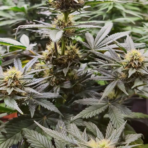Bruce Banner auto growlog timeline photo