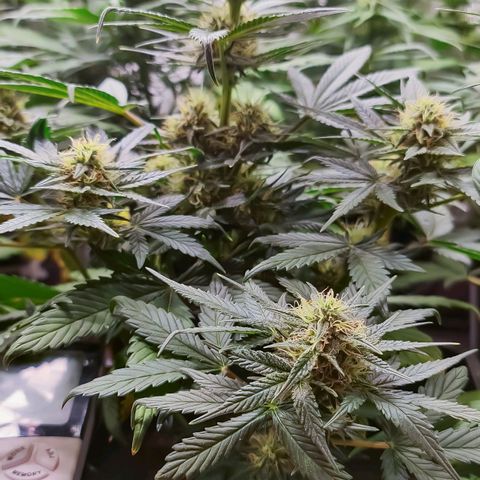 Bruce Banner auto growlog timeline photo