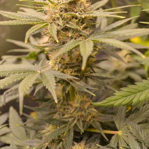 Bruce Banner auto growlog timeline photo