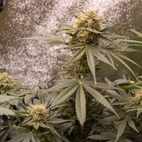 Bruce Banner auto growlog timeline photo