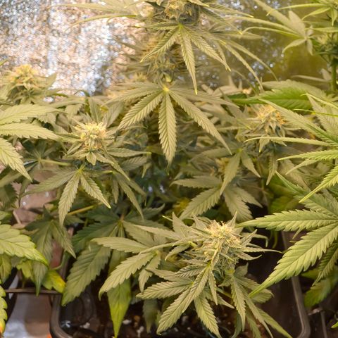 Bruce Banner auto growlog timeline photo