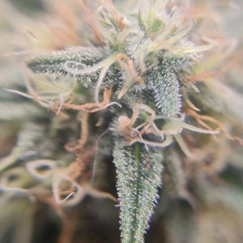 Bruce Banner auto growlog timeline photo