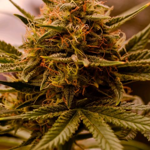Bruce Banner auto growlog timeline photo