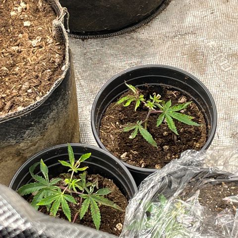 Lemon Shiznit Clone  growlog timeline photo