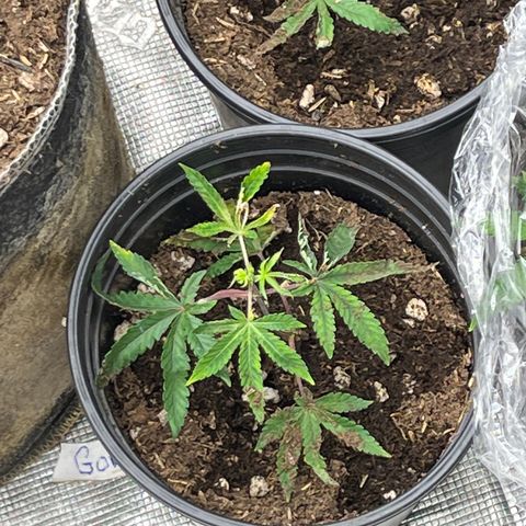 Lemon Shiznit Clone  growlog timeline photo