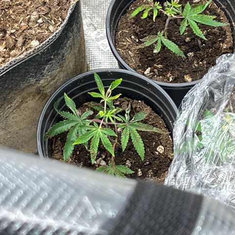 Lemon Shiznit Clone  growlog timeline photo