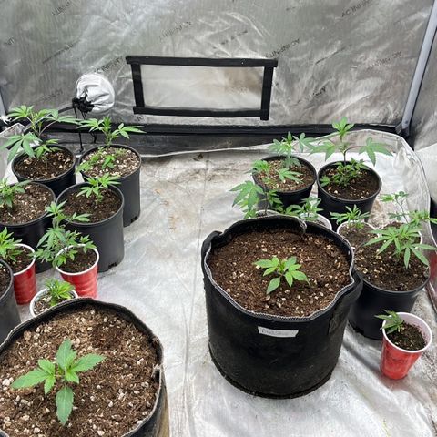 Lemon Shiznit Clone  growlog timeline photo