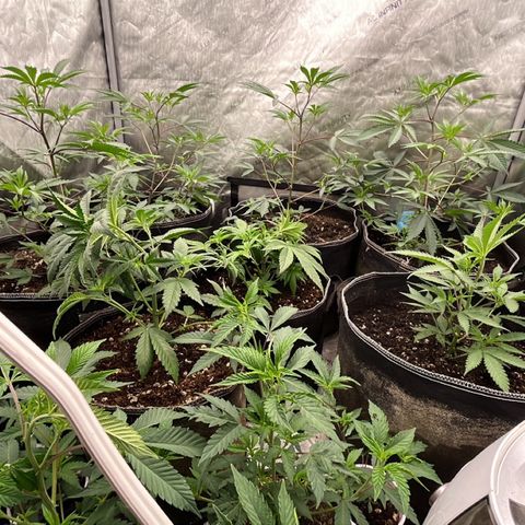Lemon Shiznit Clone  growlog timeline photo