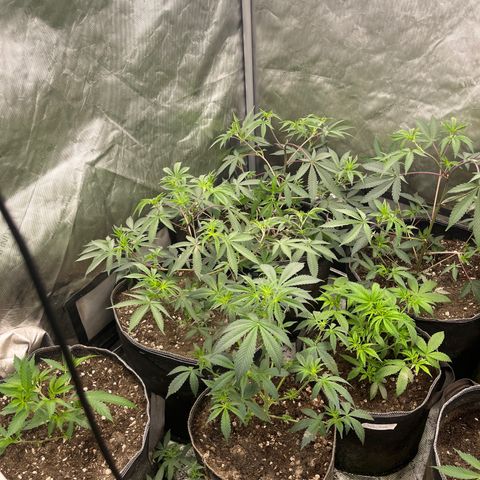 Lemon Shiznit Clone  growlog timeline photo