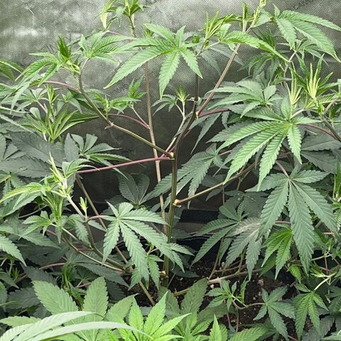Lemon Shiznit Clone  growlog timeline photo